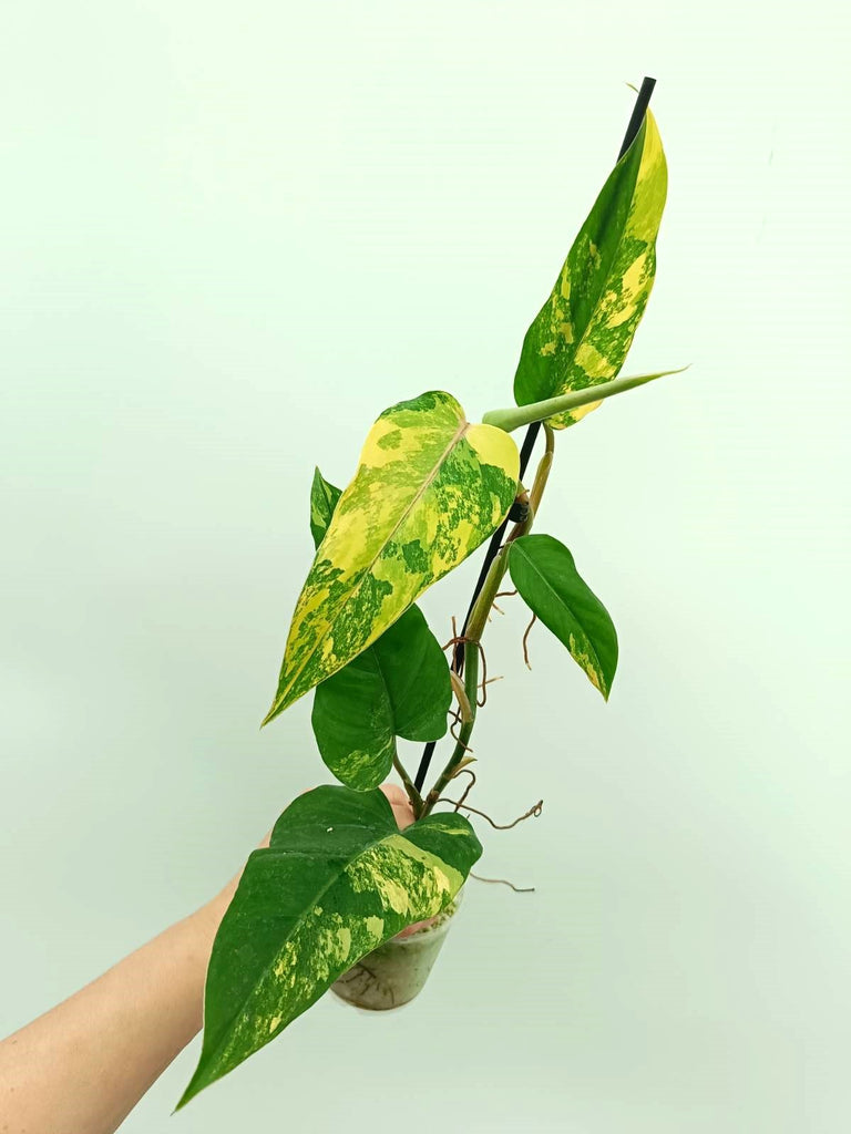 Philodendron domesticum variegata