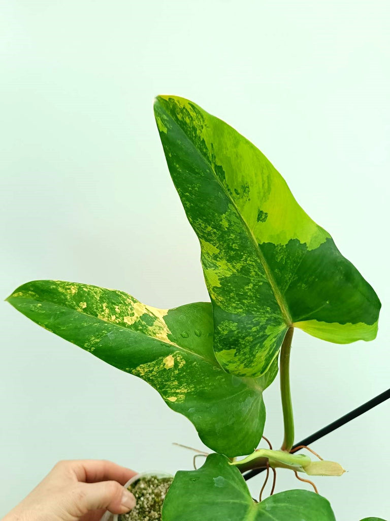 Philodendron domesticum variegata