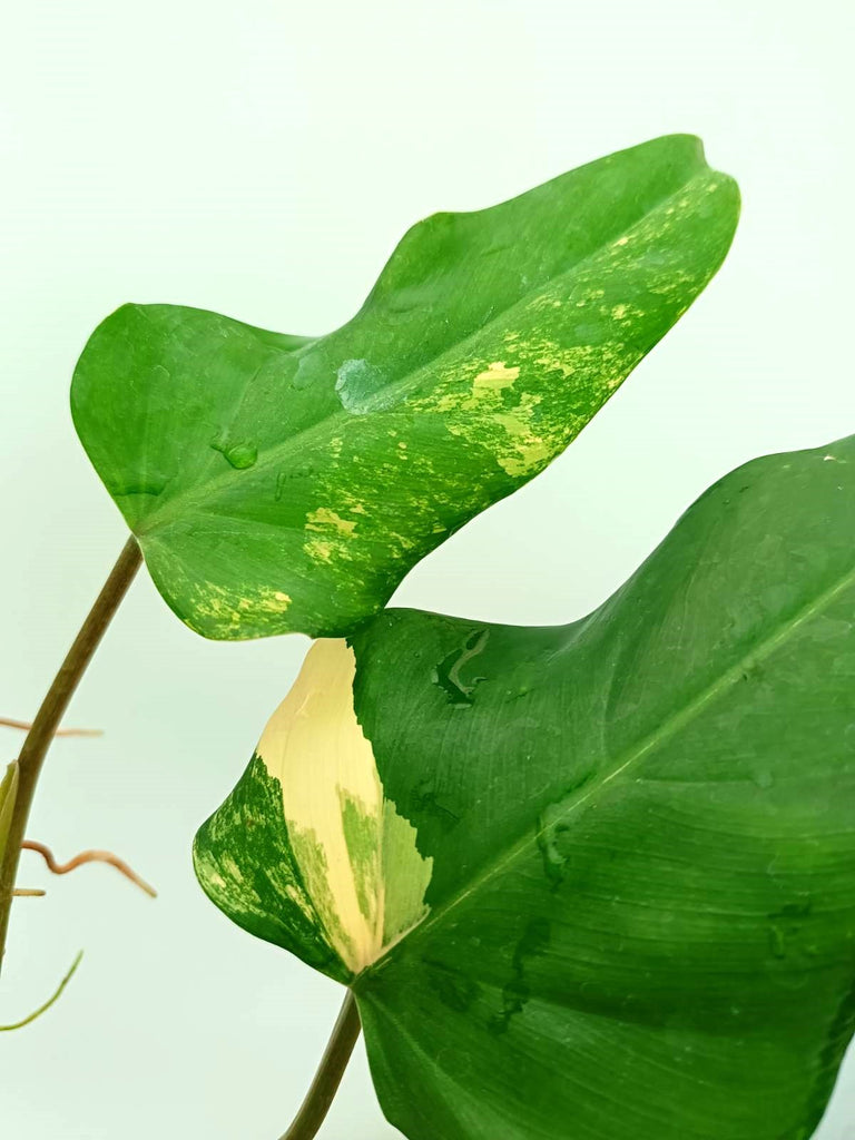 Philodendron domesticum variegata