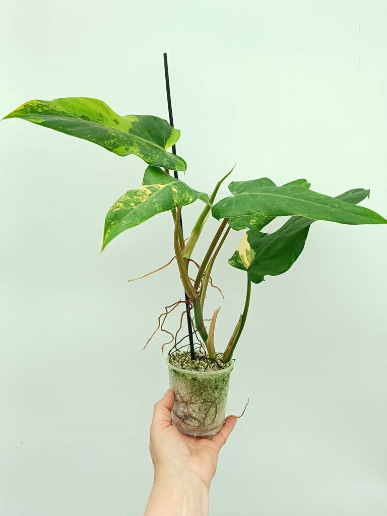 Philodendron domesticum variegata