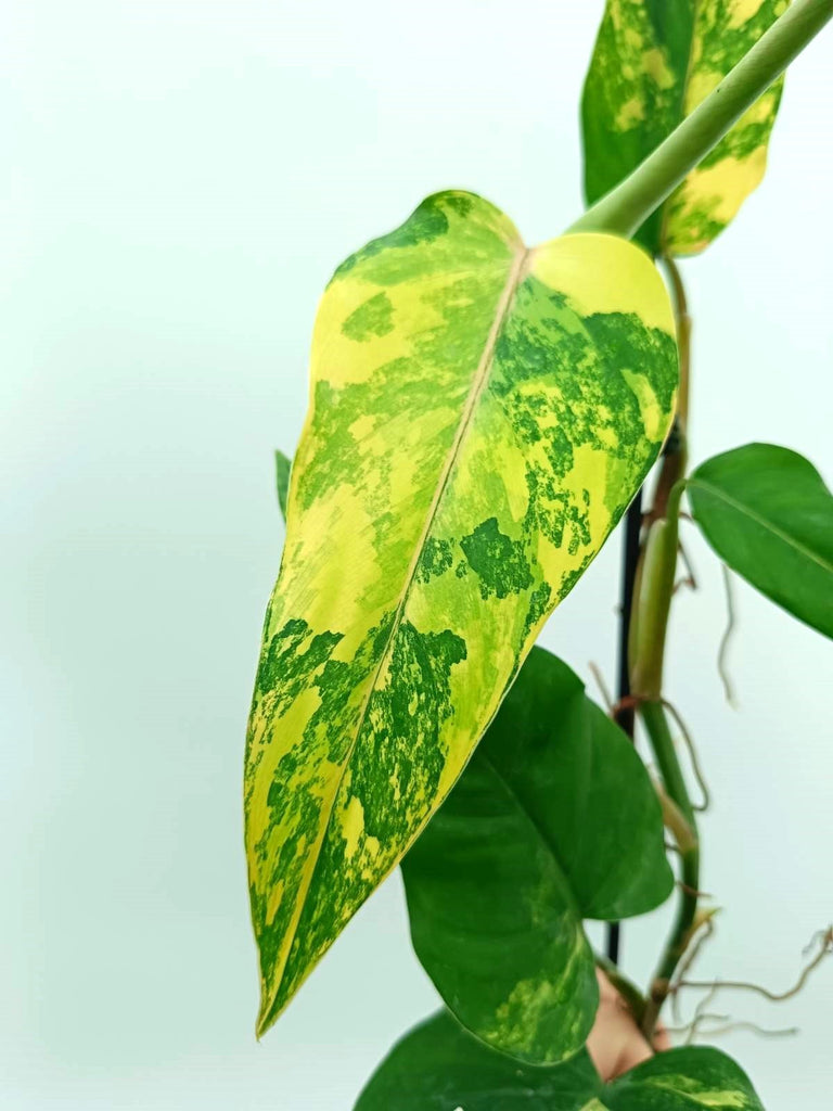 Philodendron domesticum variegata