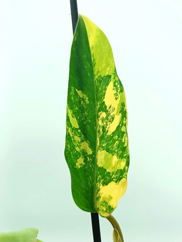 Philodendron domesticum variegata