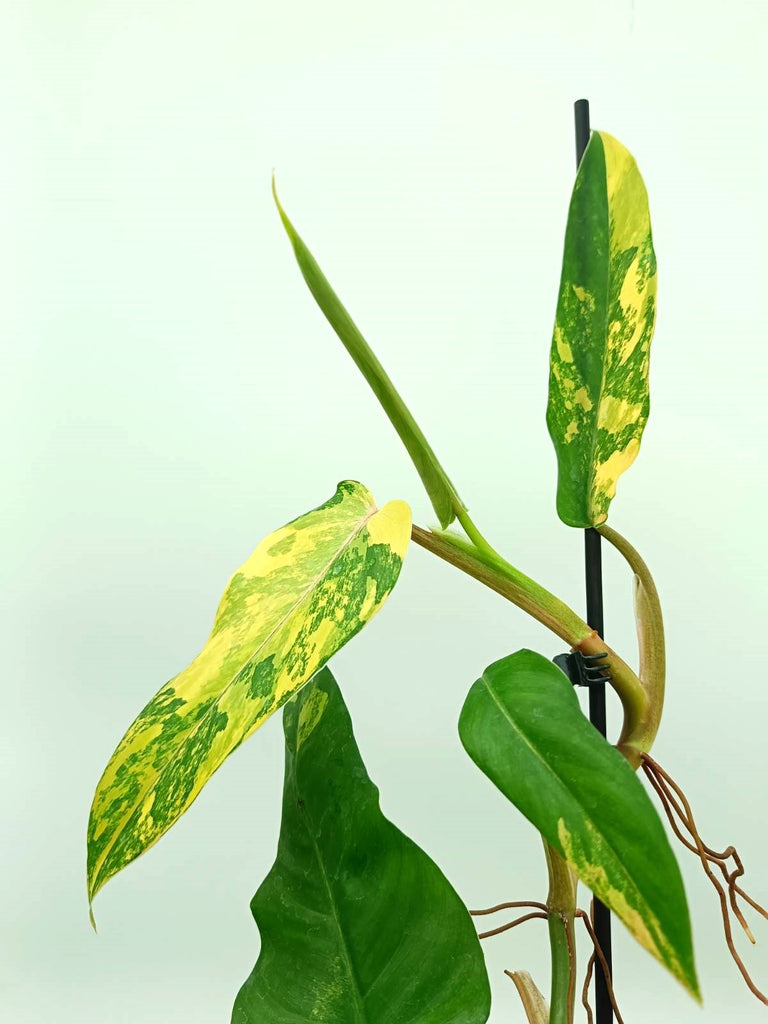 Philodendron domesticum variegata