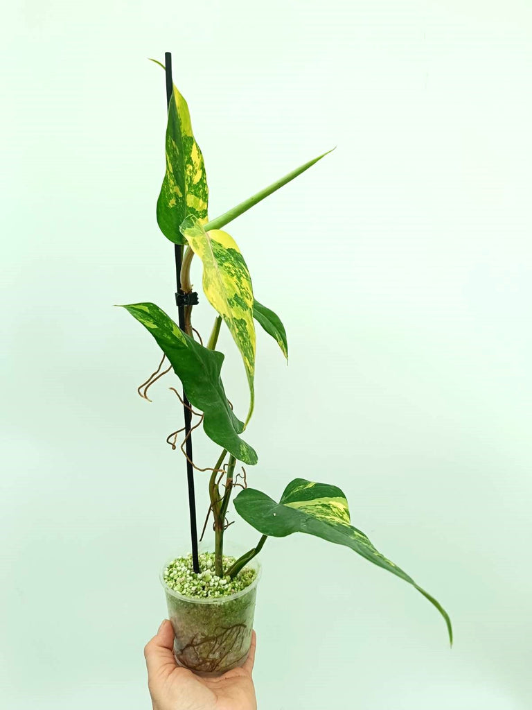 Philodendron domesticum variegata