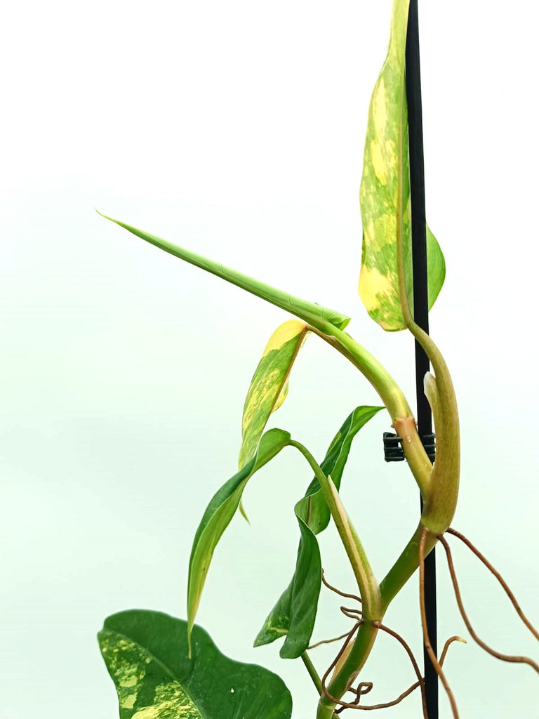 Philodendron domesticum variegata