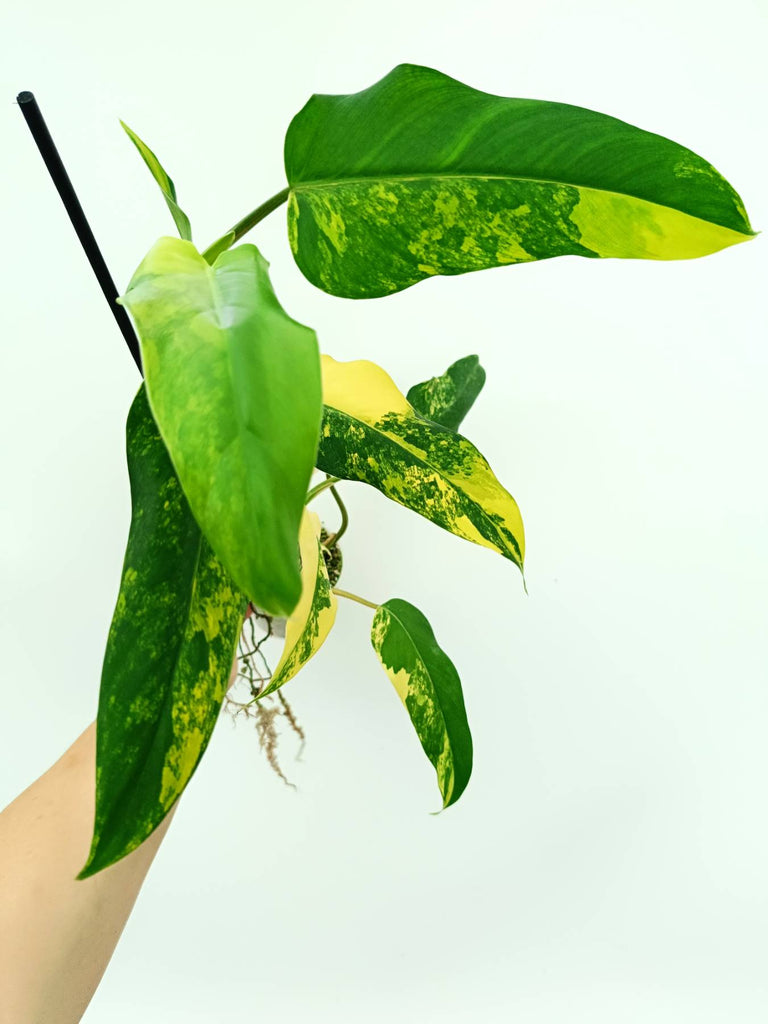 Philodendron domesticum variegata