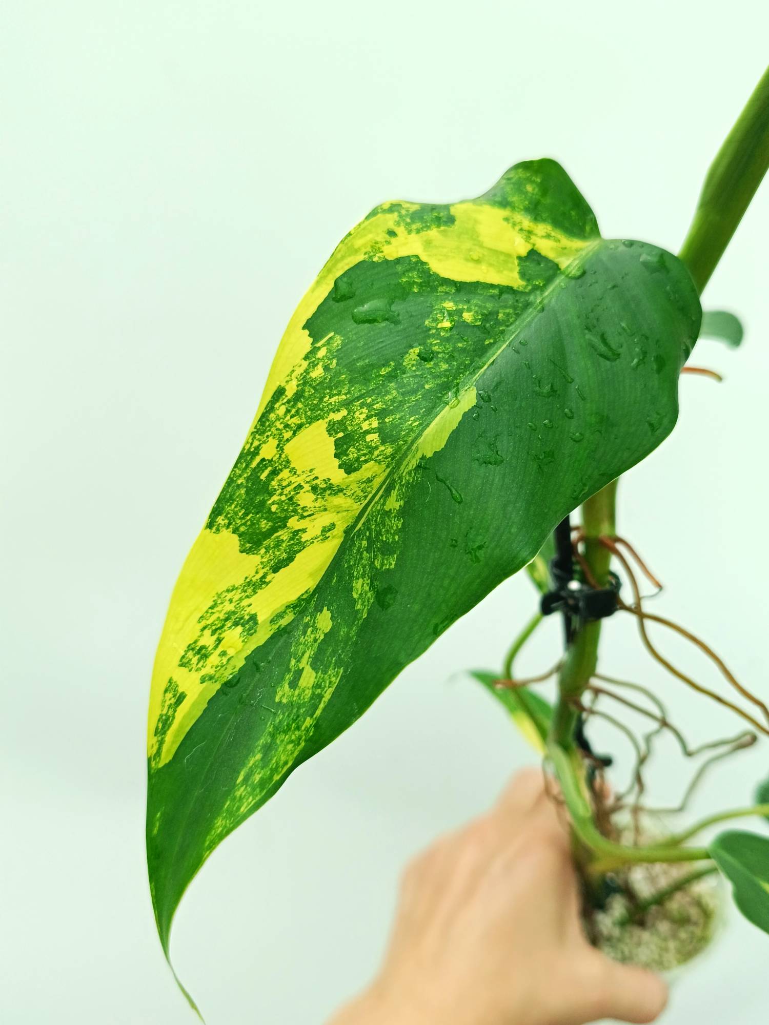 philodendron domesticum variegatum curling Philodendron domesticum variegata