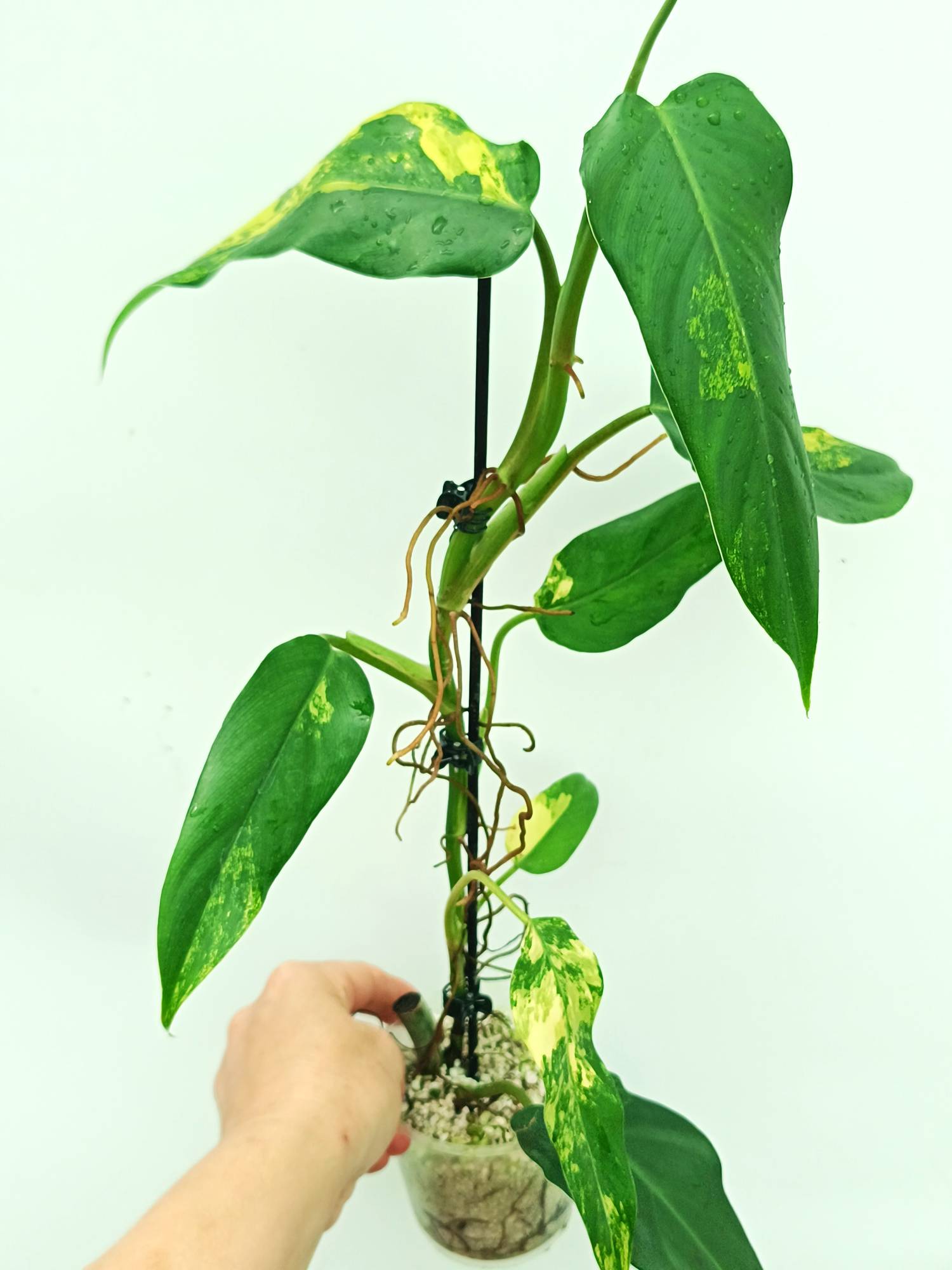 philodendron domesticum green Philodendron domesticum variegata