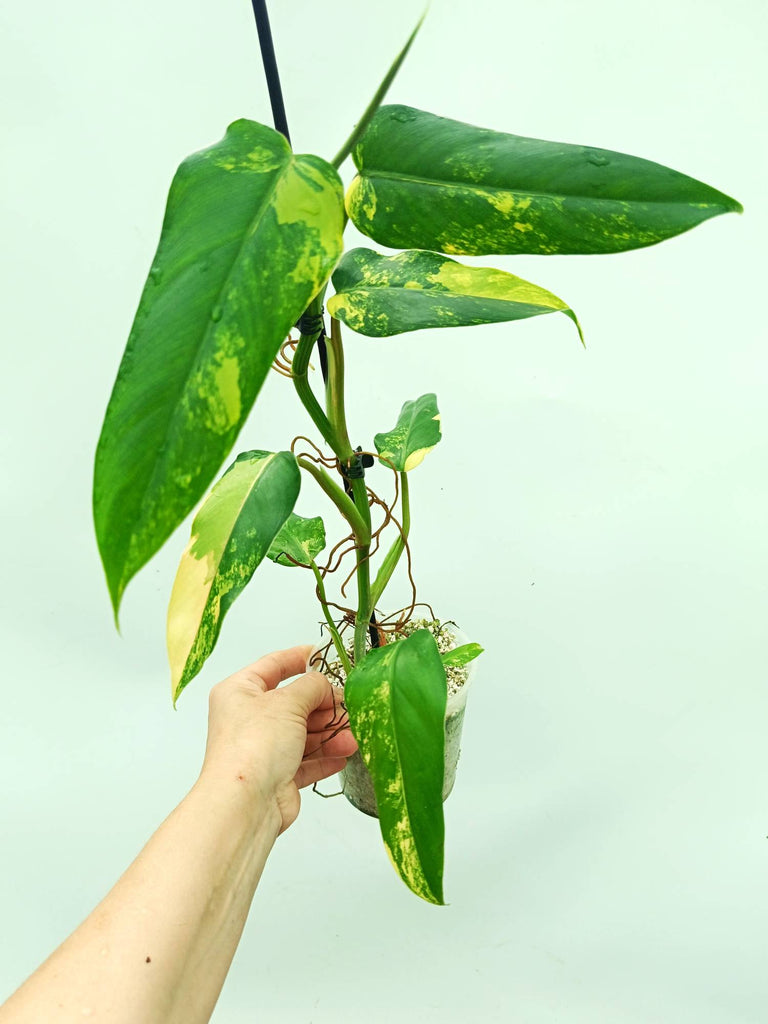 Philodendron domesticum variegata