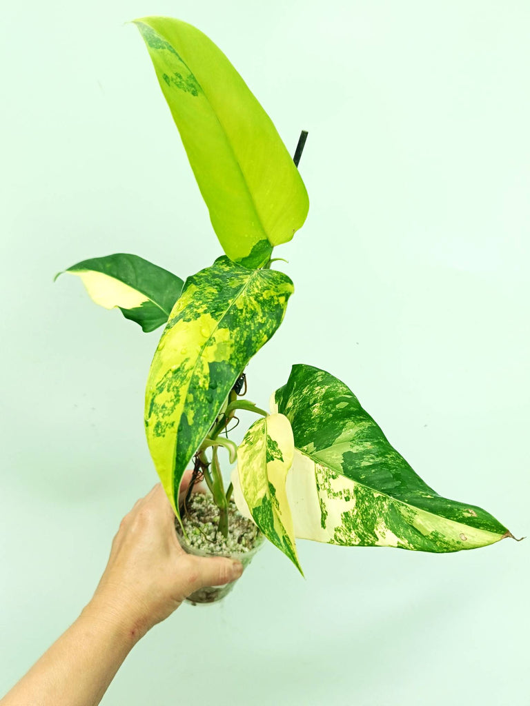 Philodendron domesticum variegata
