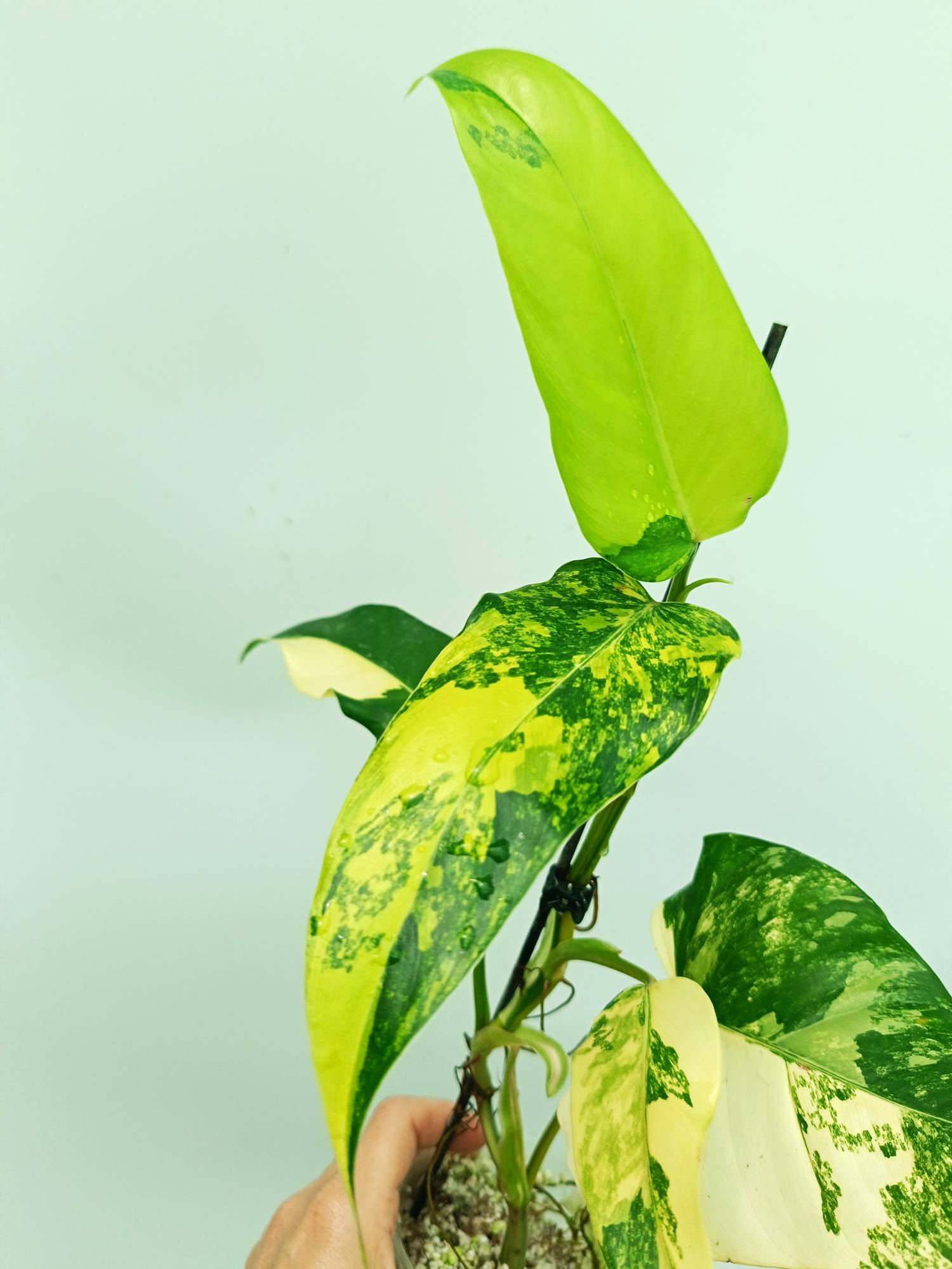 philodendron domesticum australia Philodendron domesticum variegata