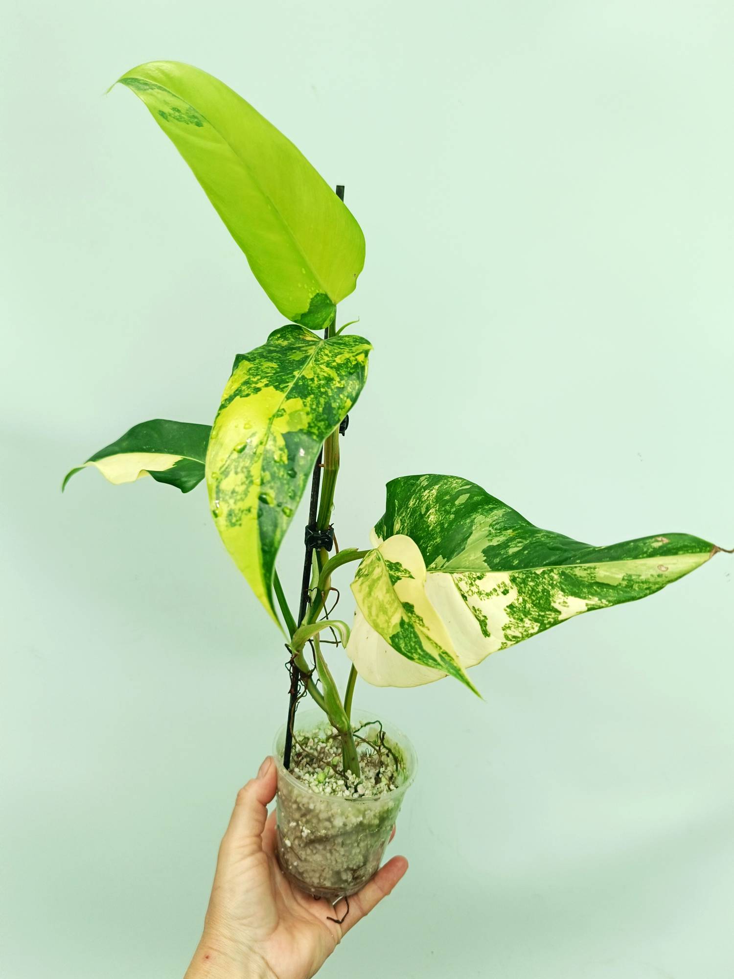 philodendron domesticum variegata care Philodendron domesticum variegata