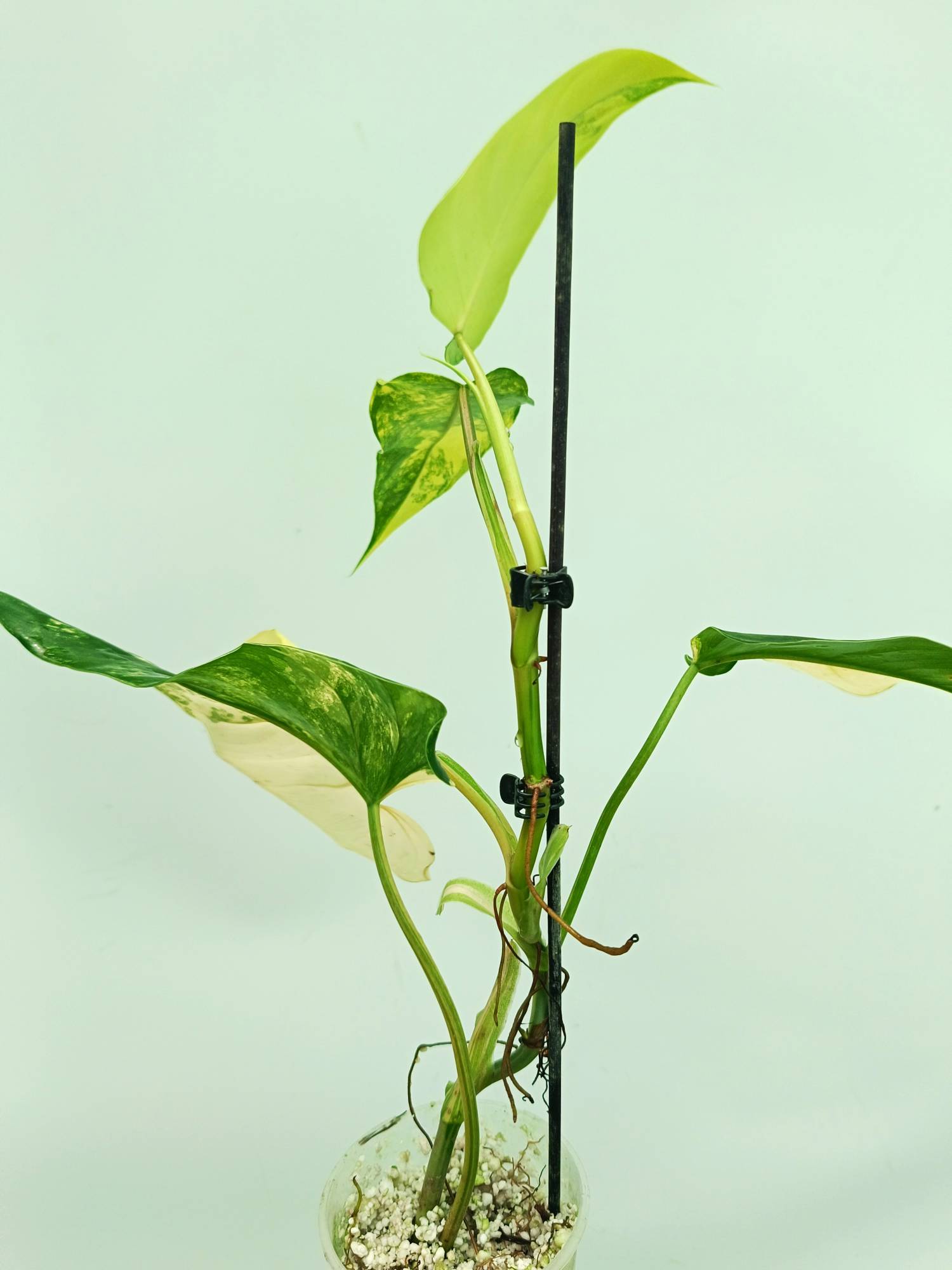 philodendron domesticus Philodendron domesticum variegata