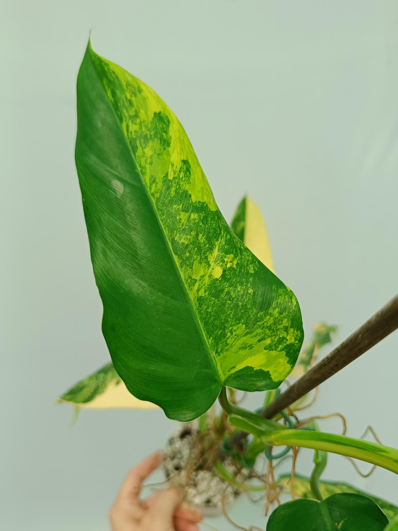 Philodendron Domesticum Variegata