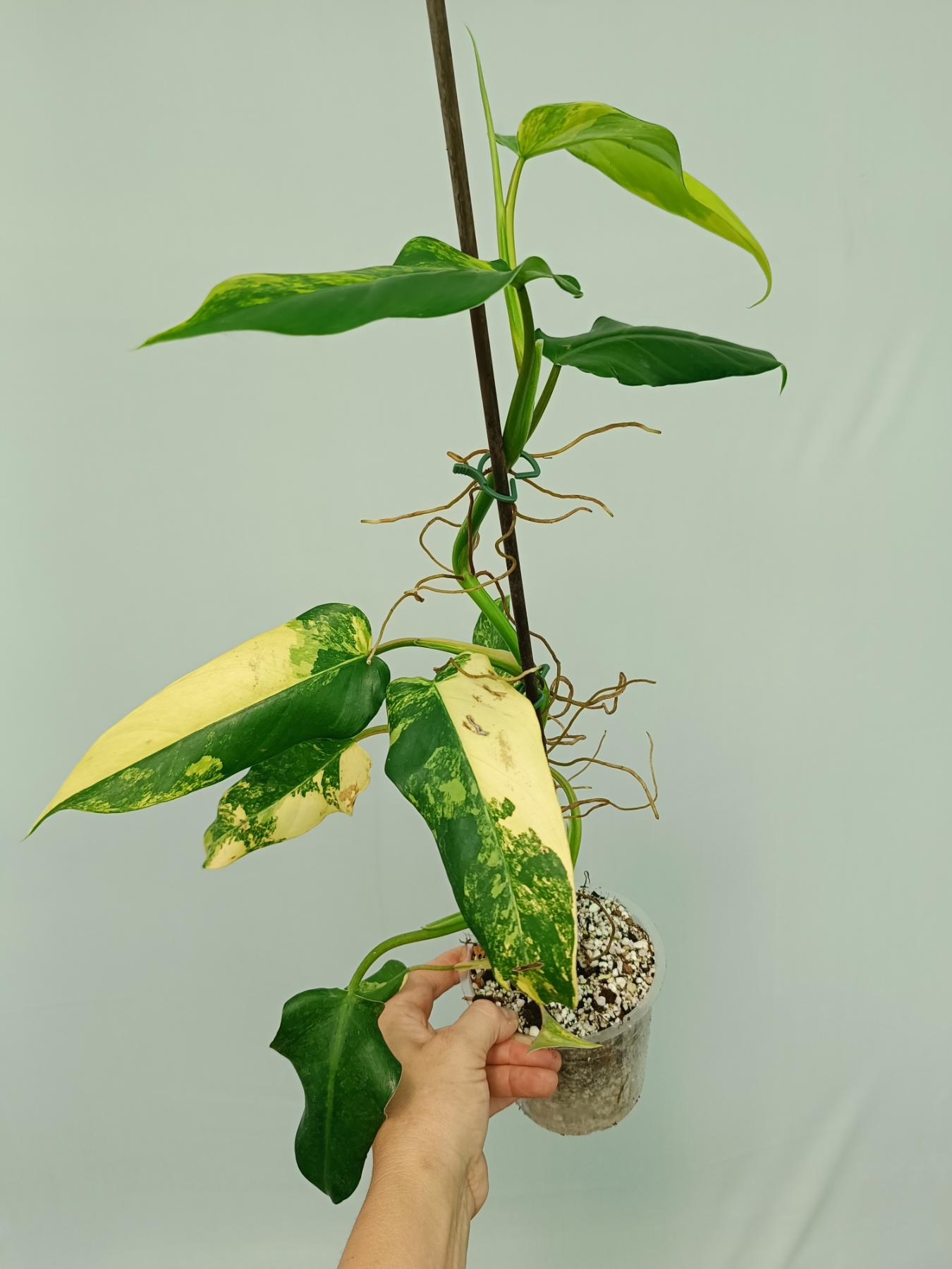 Philodendron Domesticum Variegata