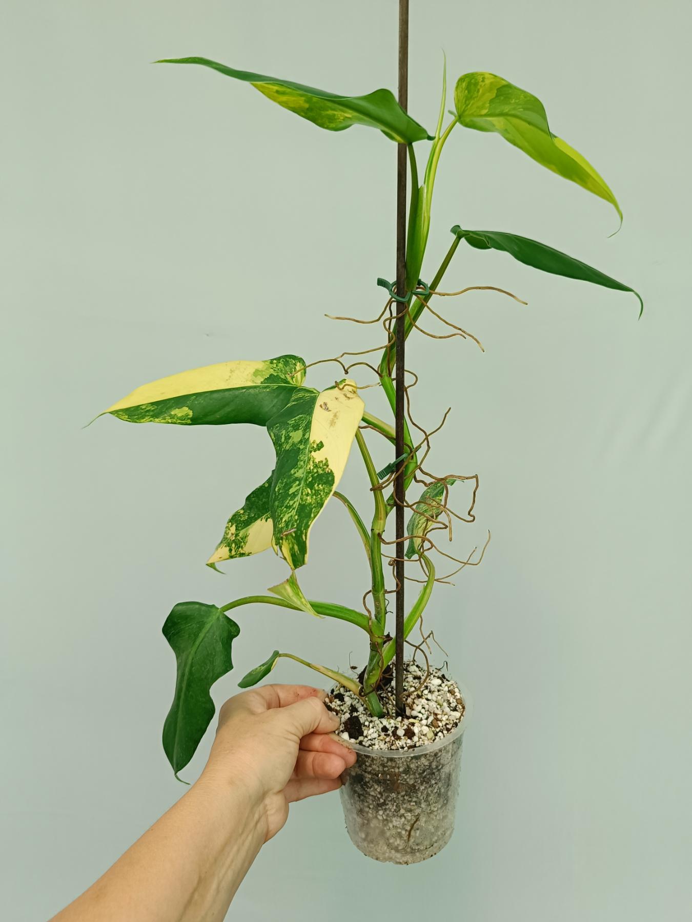 philodendron podophyllum Philodendron Domesticum Variegata