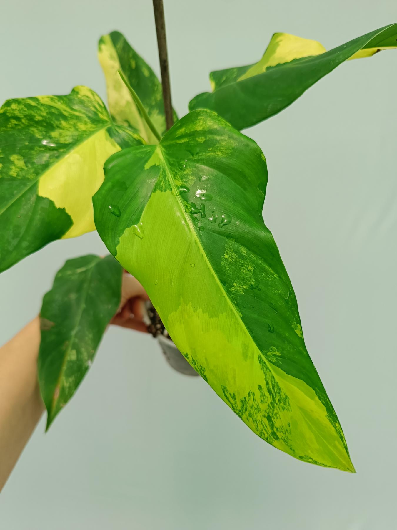 philodendron domesticum variegatum Philodendron Domesticum Variegata