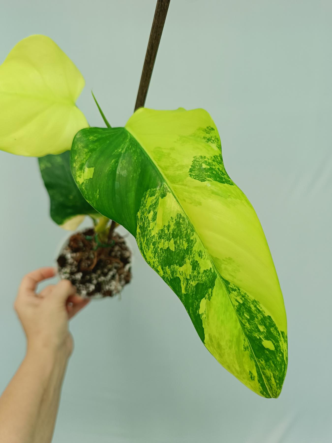 philodendron marmorata Philodendron Domesticum Variegata
