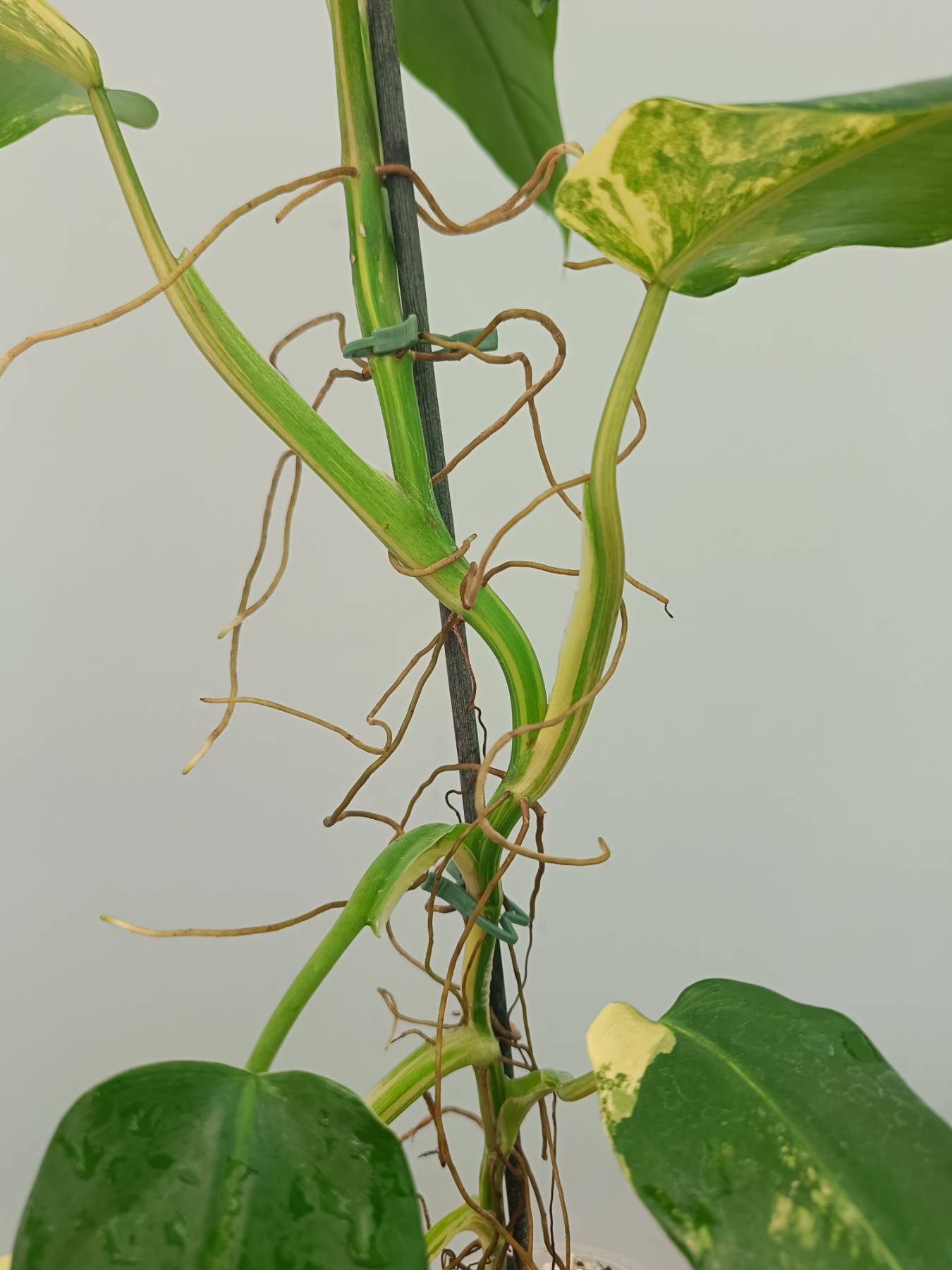 Philodendron Domesticum Variegata