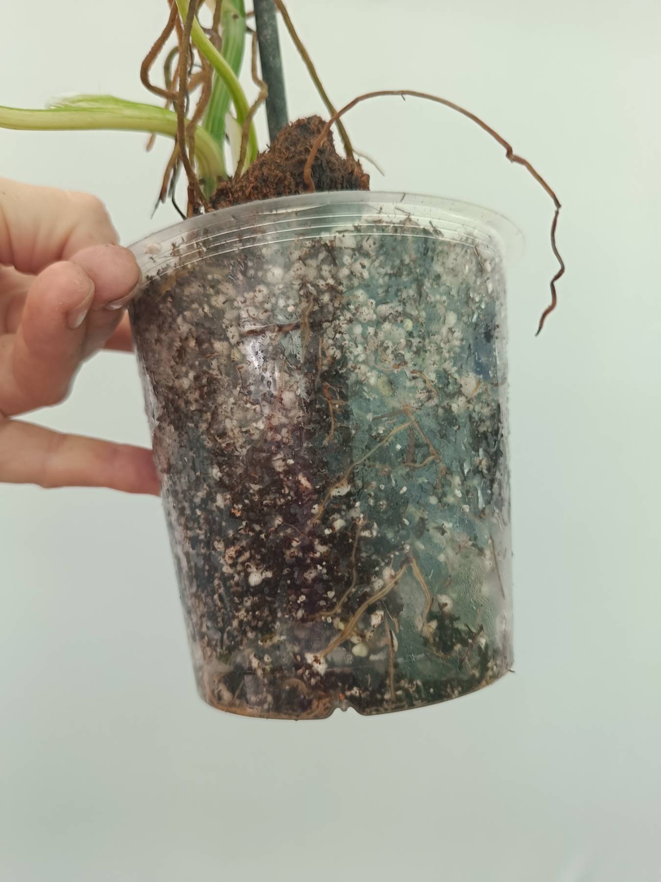 Philodendron Domesticum Variegata