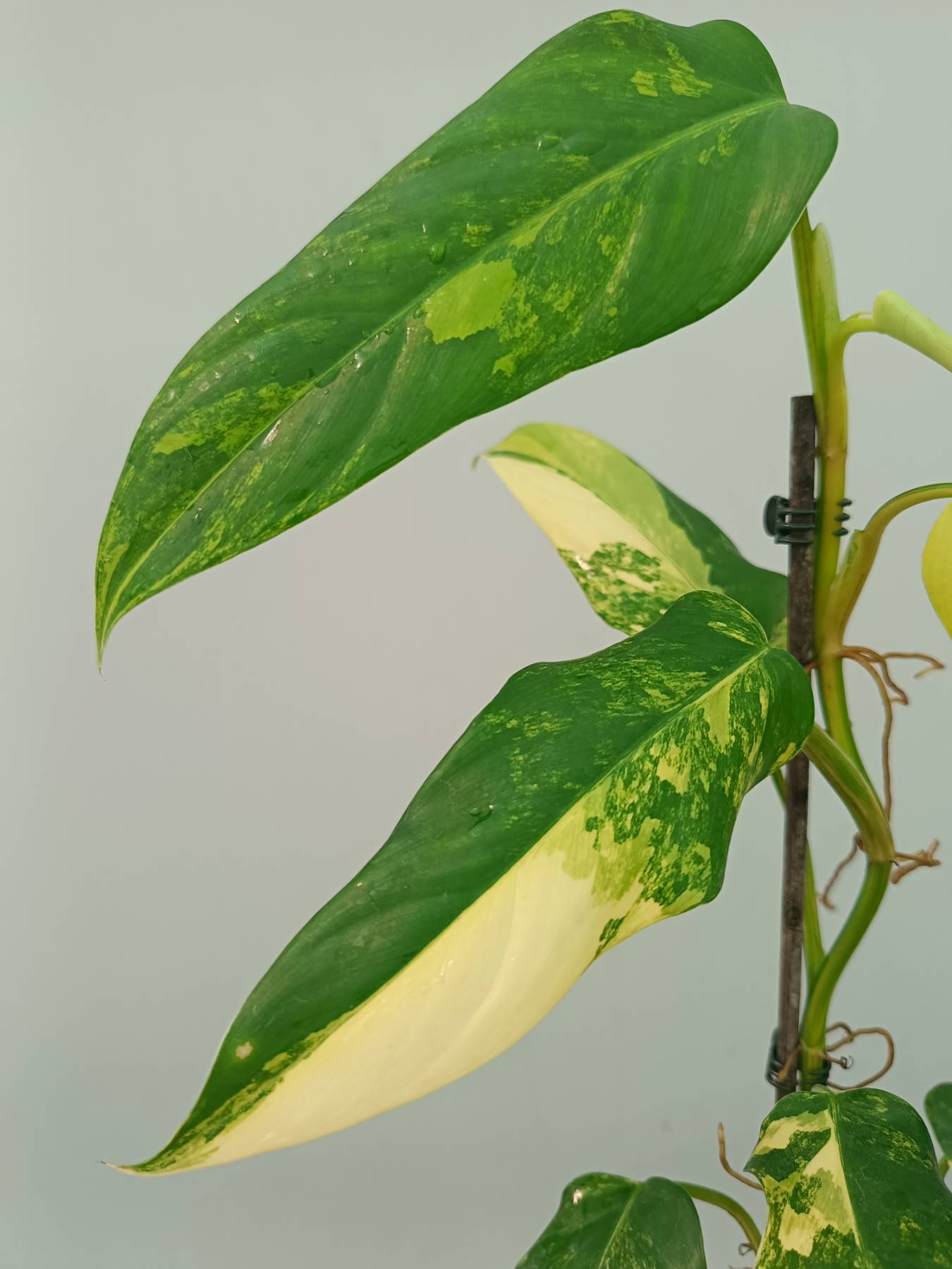 Philodendron Domesticum Variegata