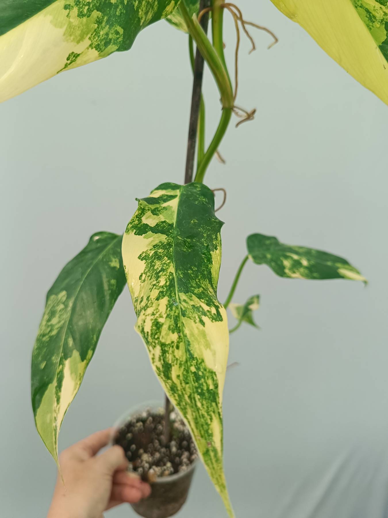 Philodendron Domesticum Variegata