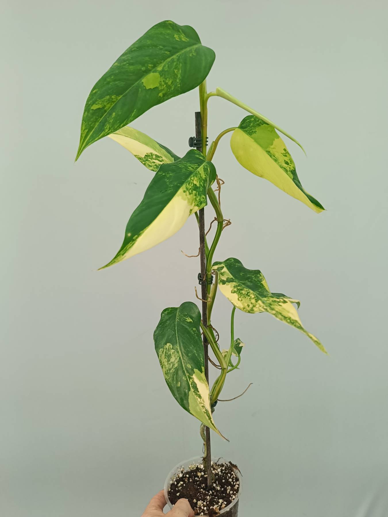 Philodendron Domesticum Variegata