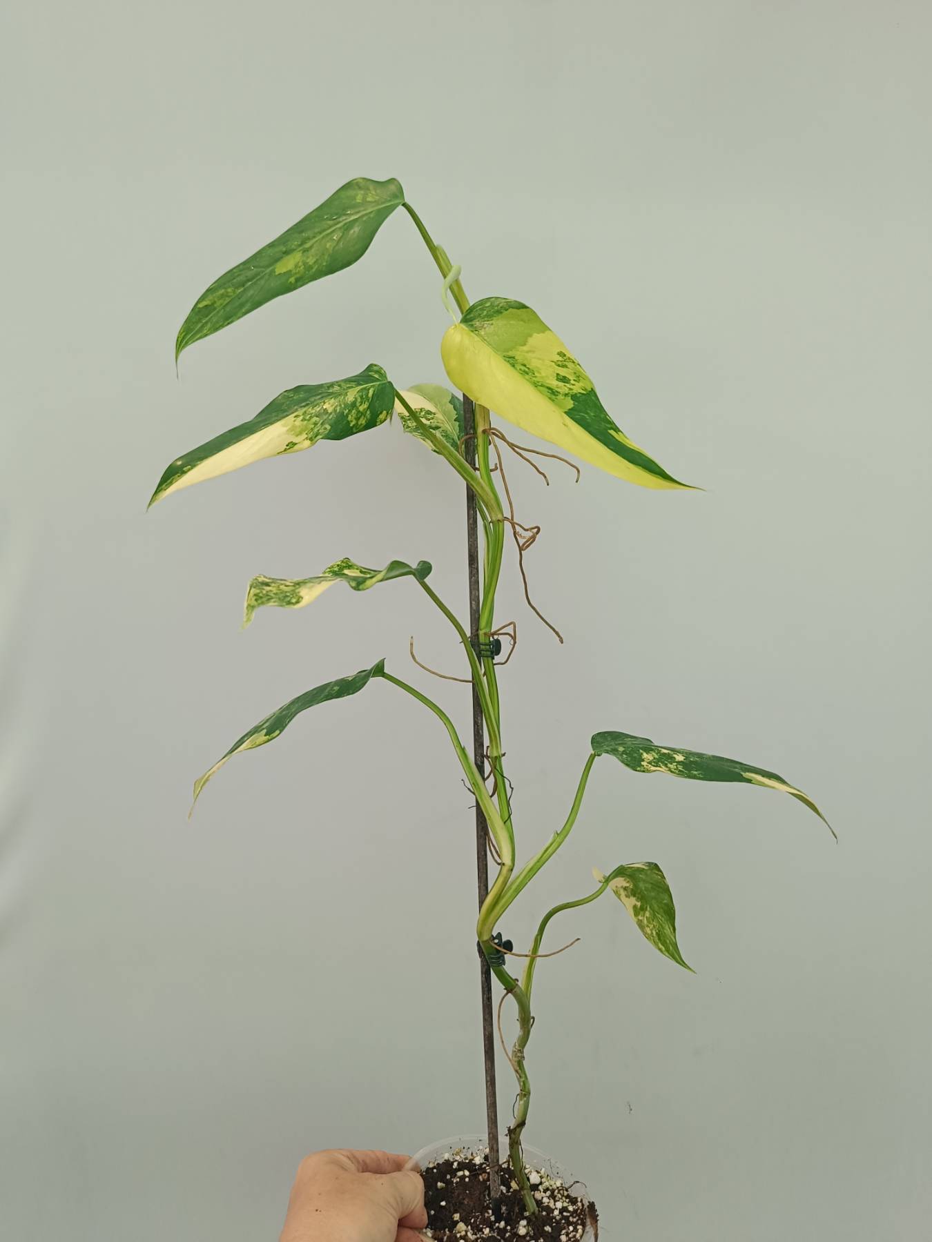 Philodendron Domesticum Variegata