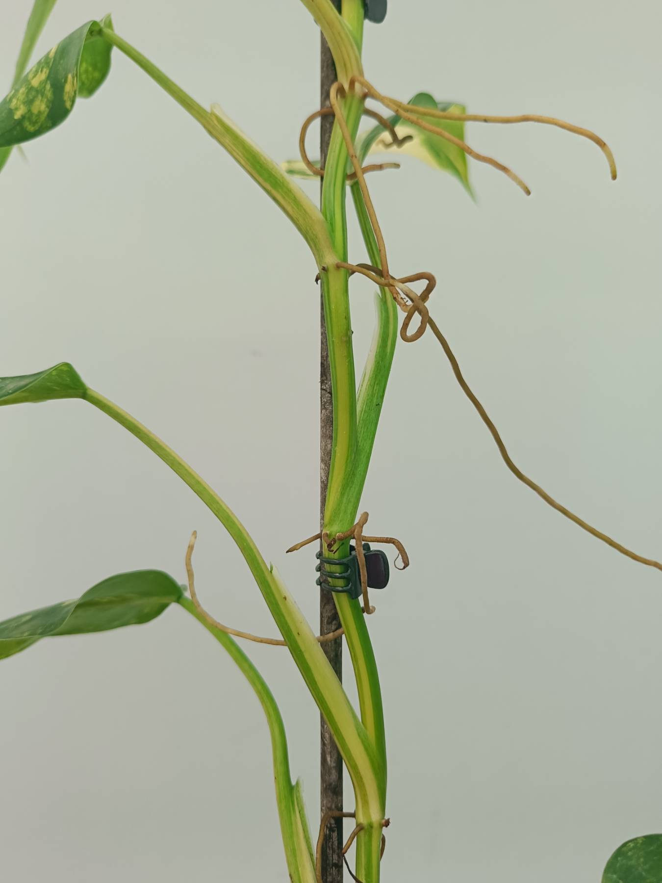 Philodendron Domesticum Variegata