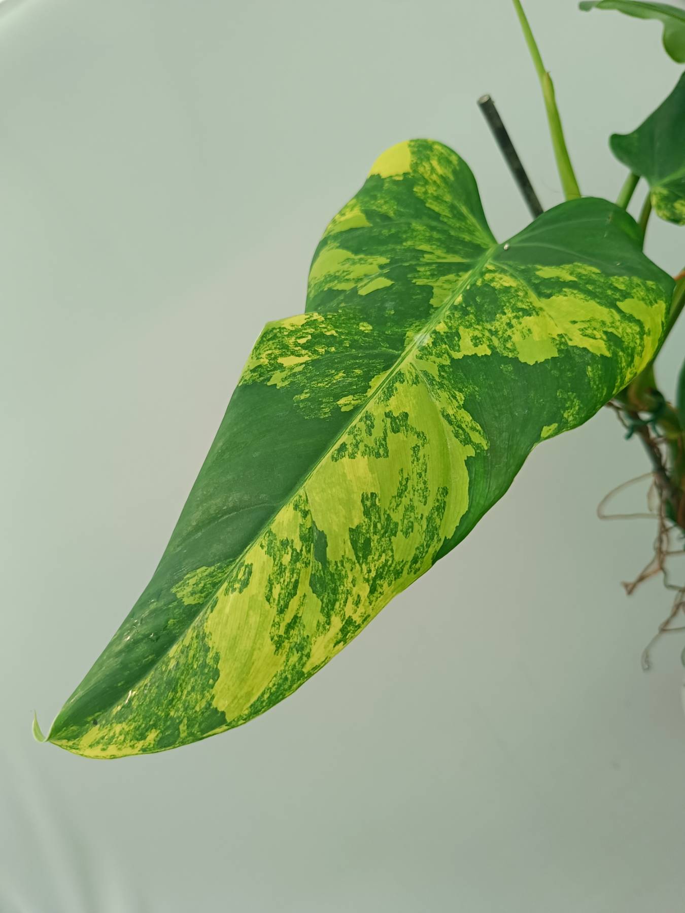 Philodendron Domesticum Variegata