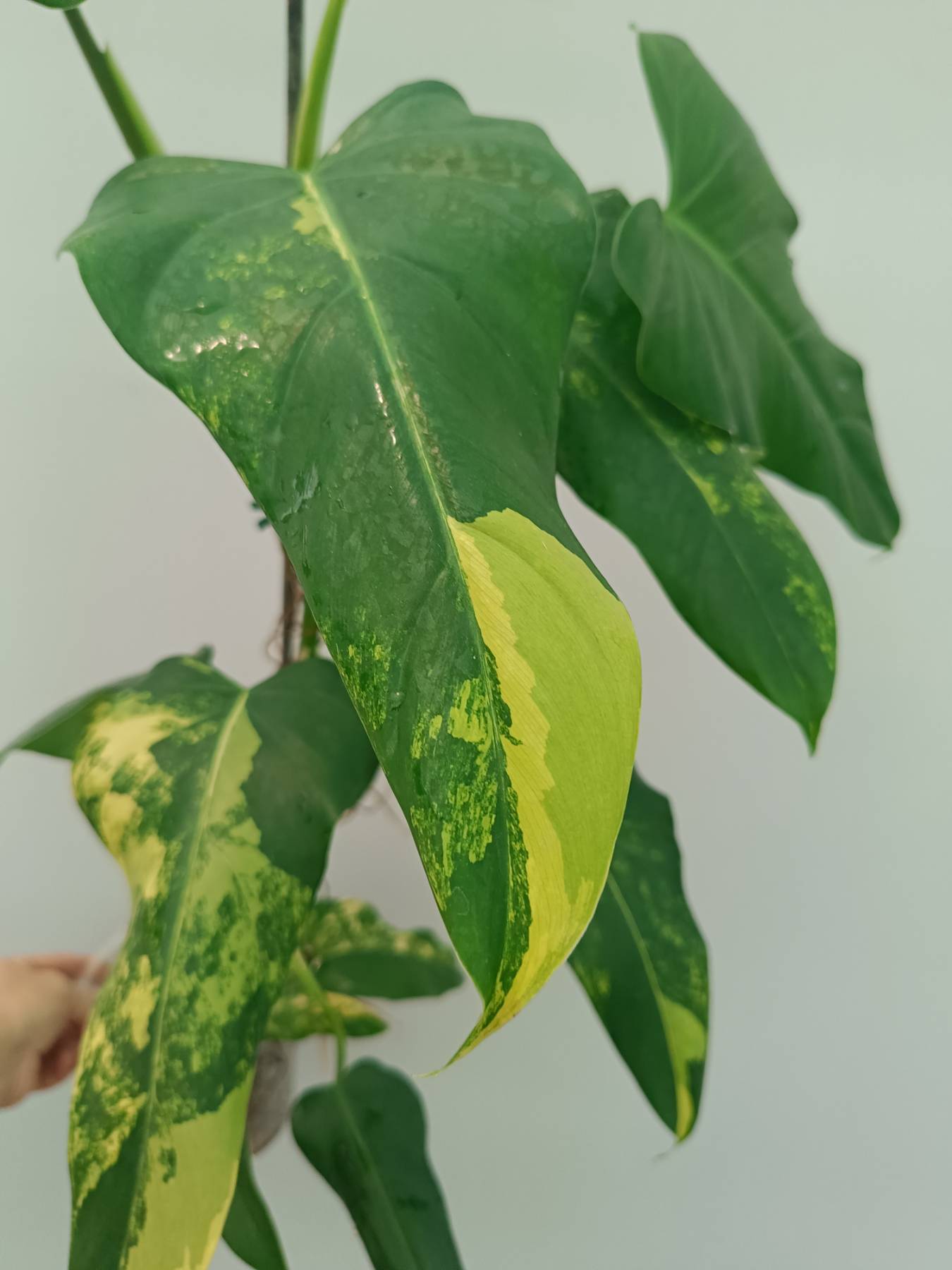 Philodendron Domesticum Variegata