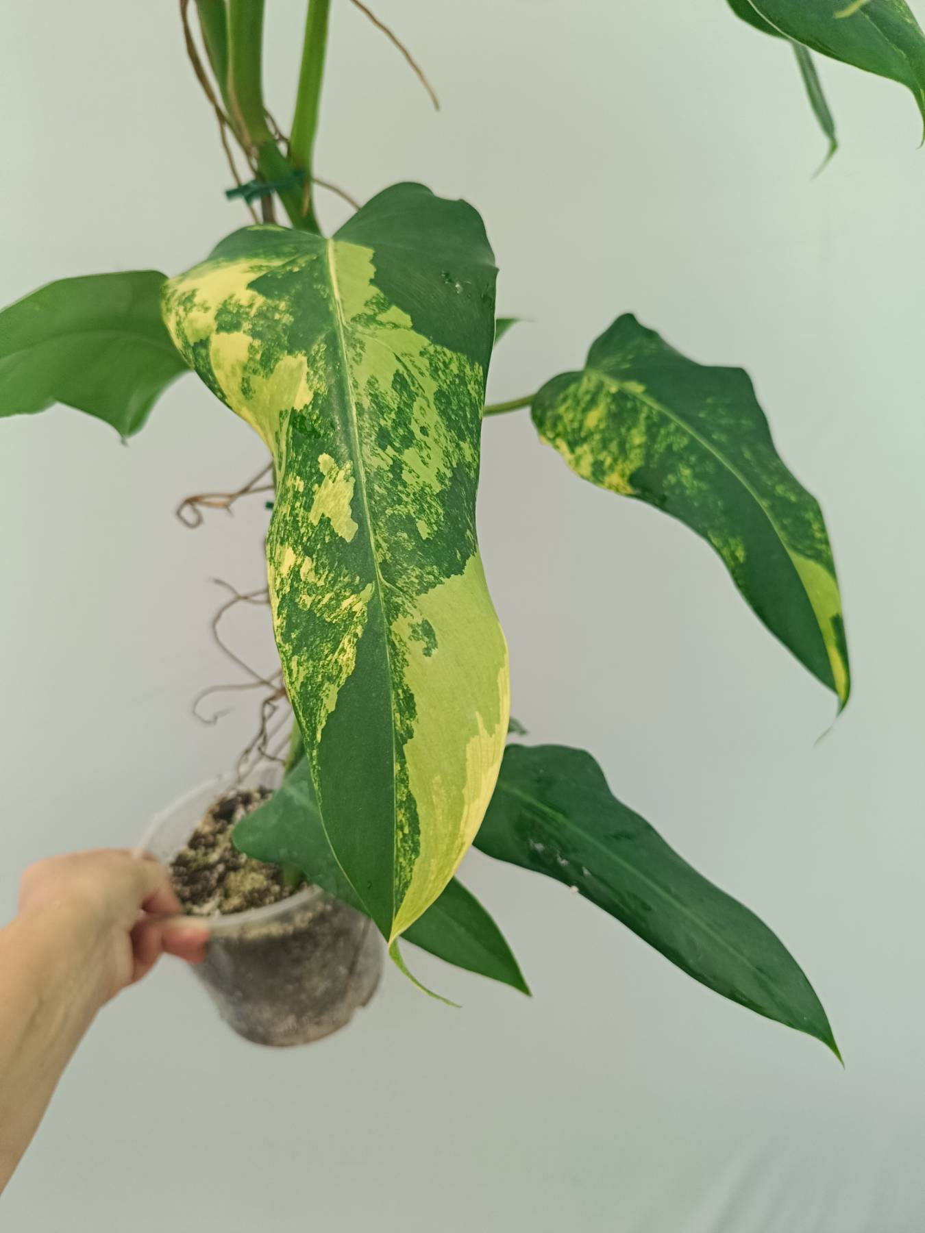 Philodendron Domesticum Variegata