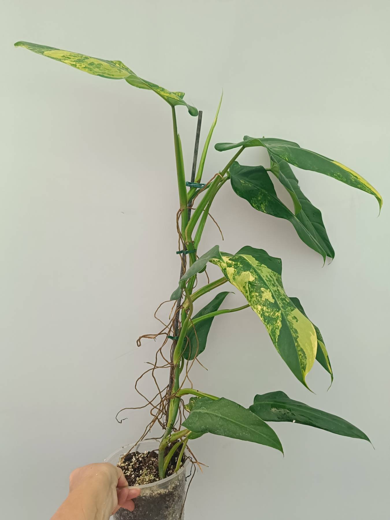 Philodendron Domesticum Variegata