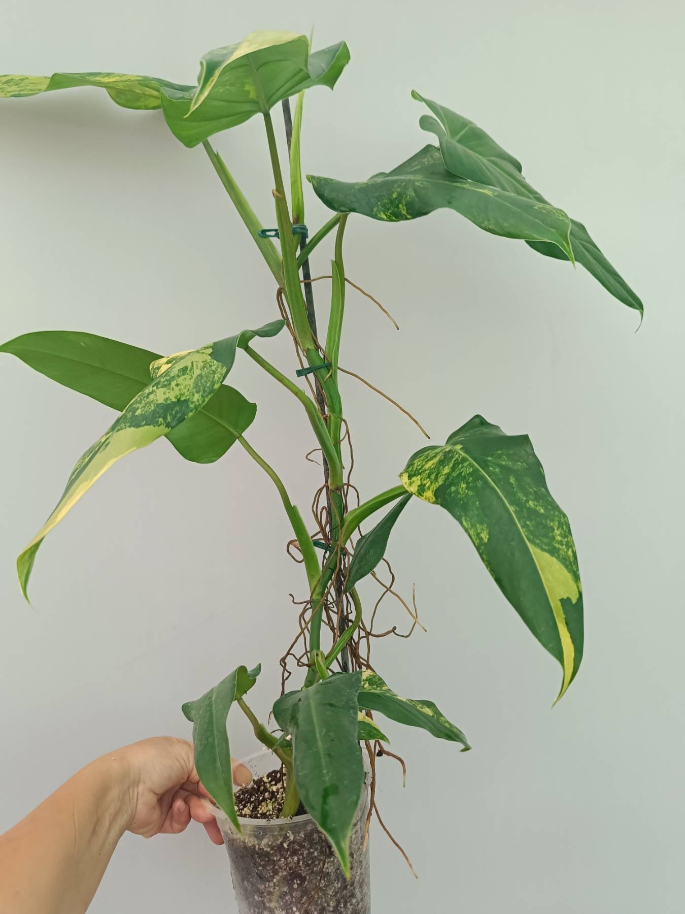 Philodendron Domesticum Variegata