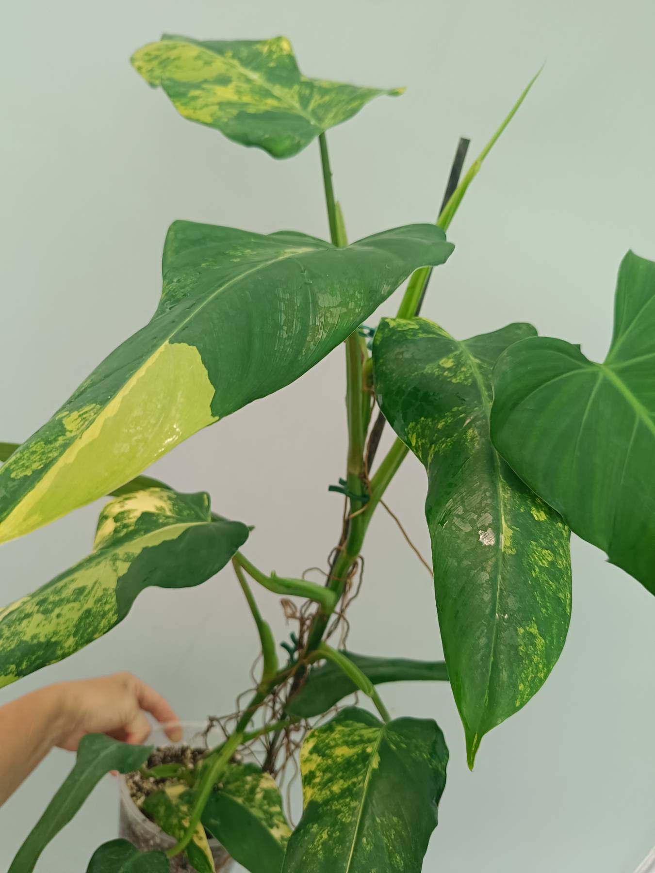 Philodendron Domesticum Variegata