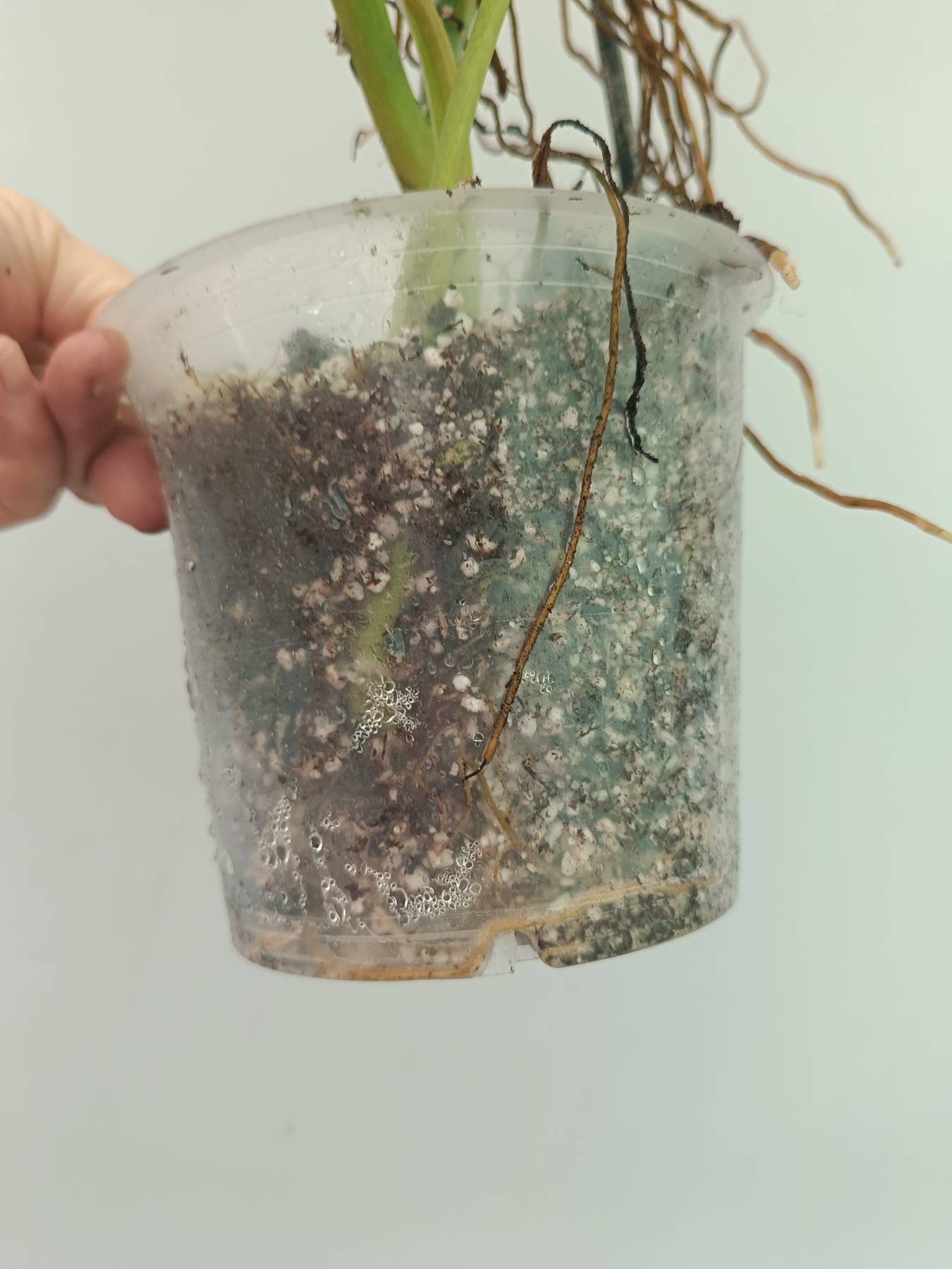 Philodendron Domesticum Variegata