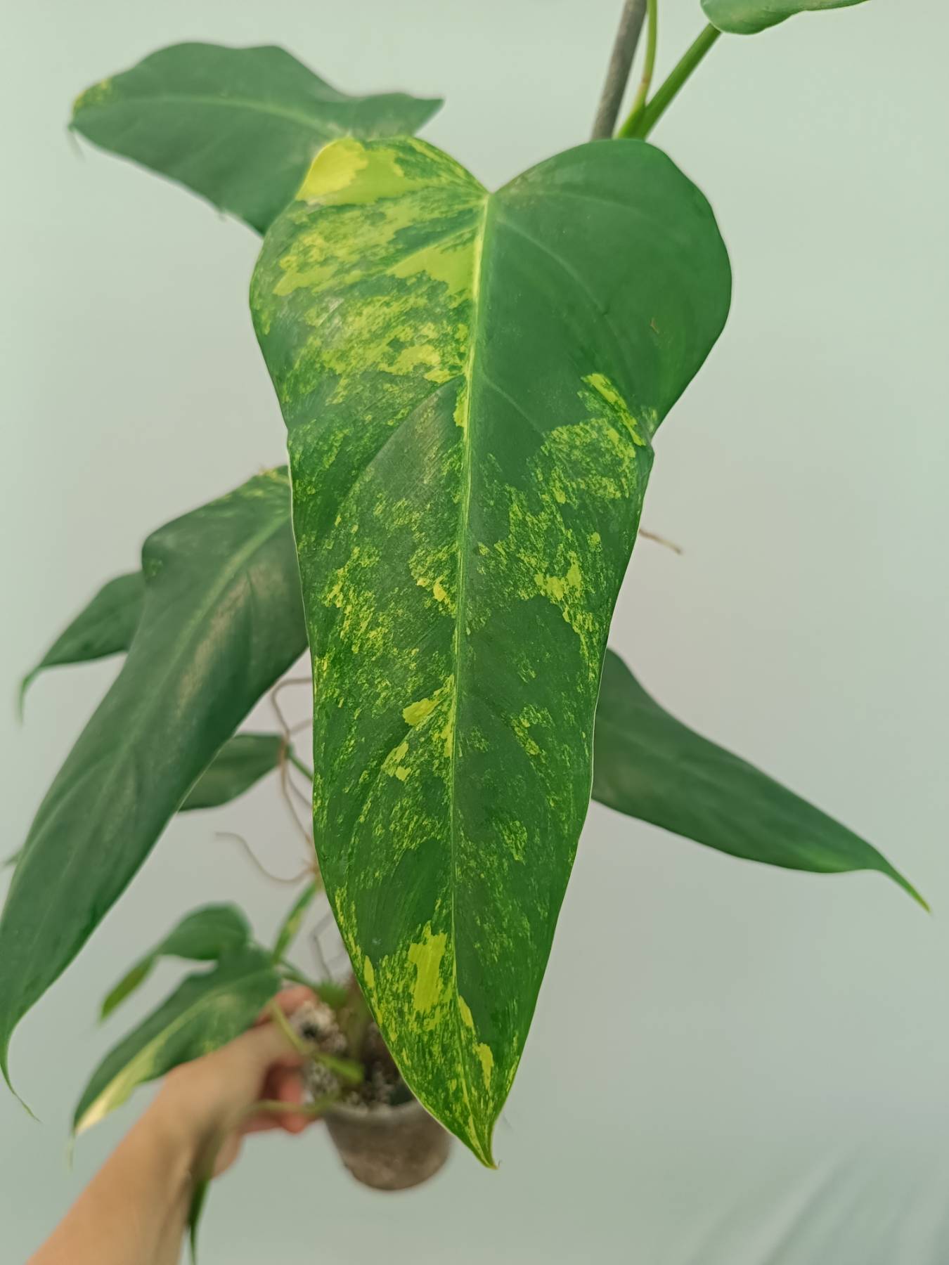 philodendron domesticum or tuxtla Philodendron domesticum variegata XXL