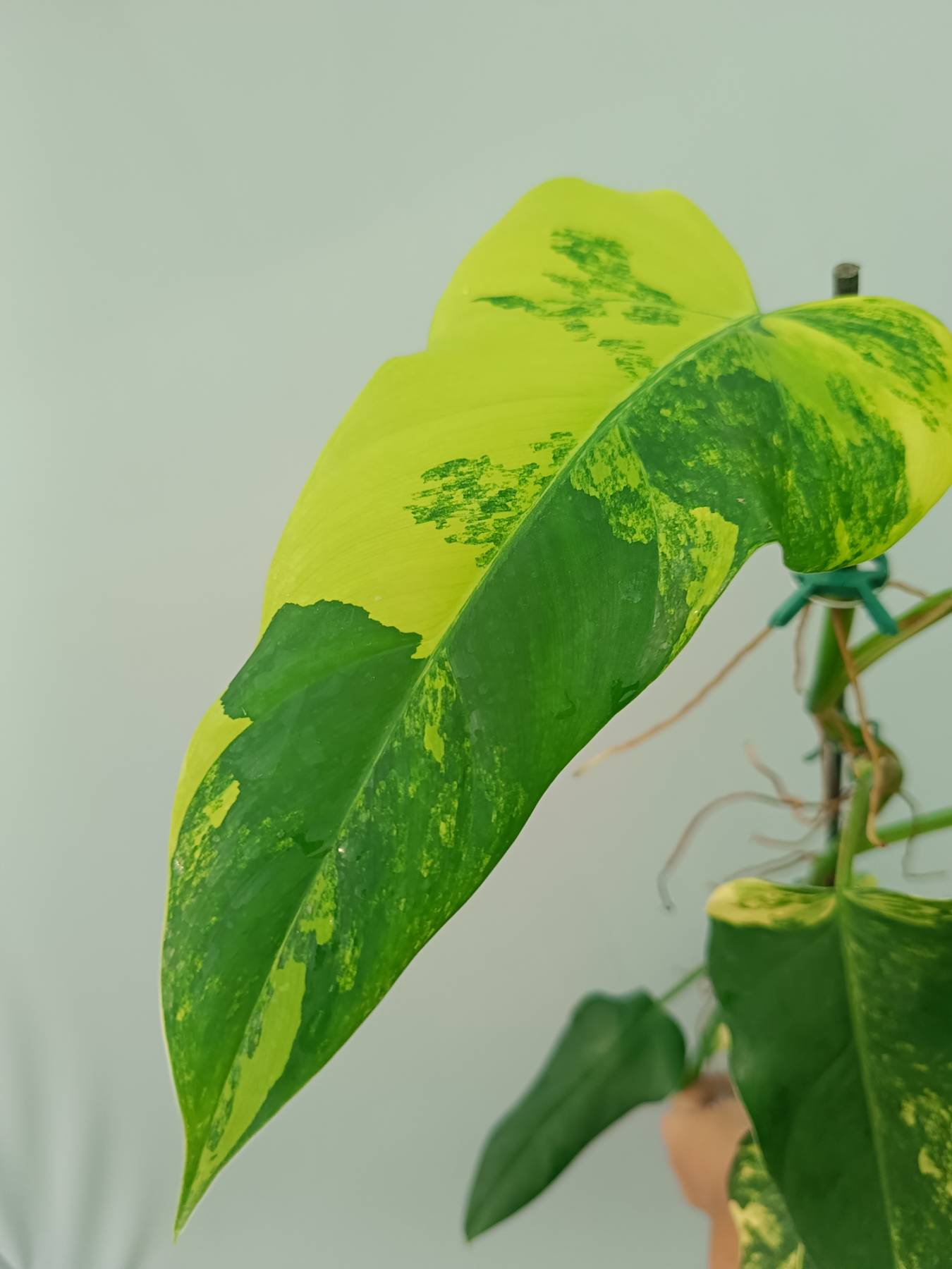 Philodendron Domesticum Variegata