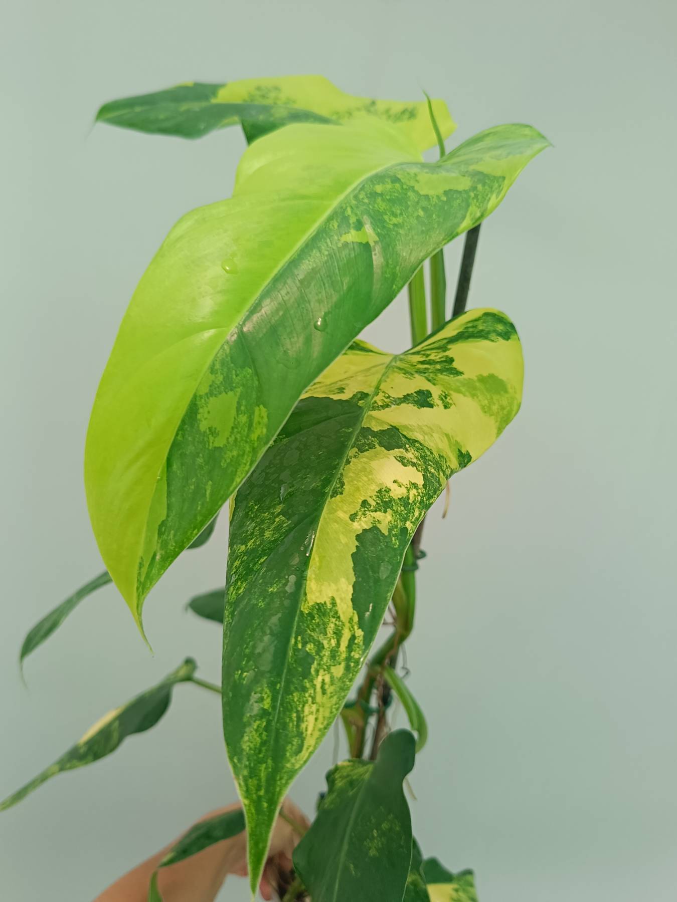 Philodendron Domesticum Variegata
