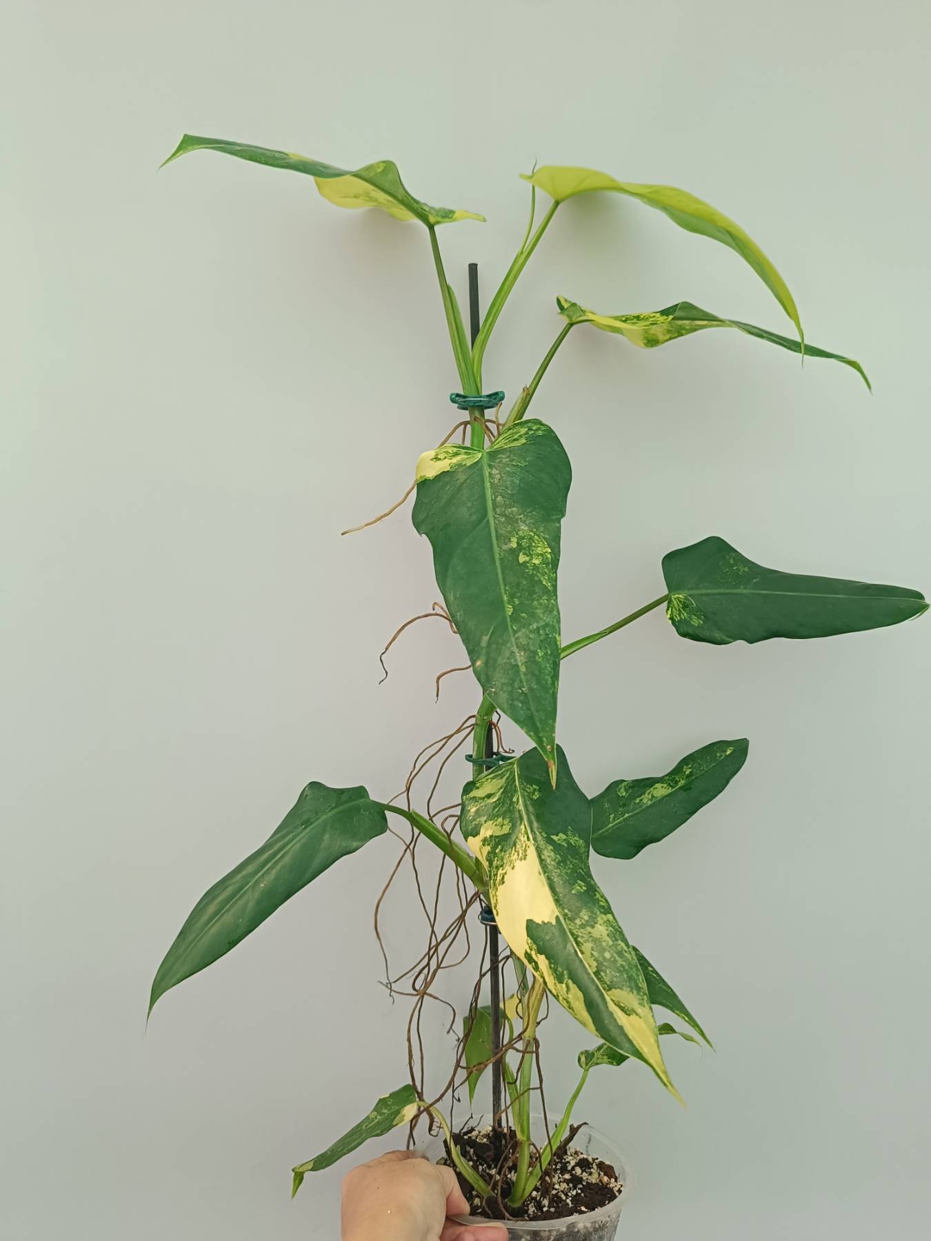 Philodendron Domesticum Variegata