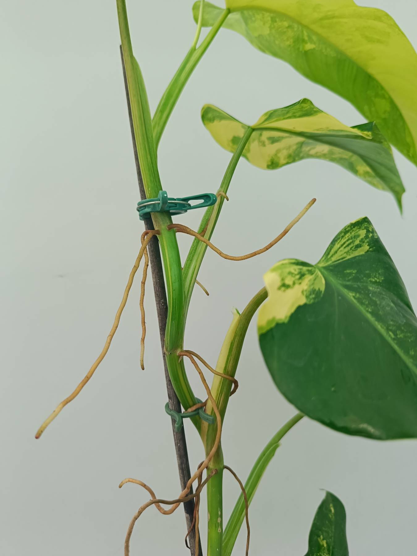 Philodendron Domesticum Variegata