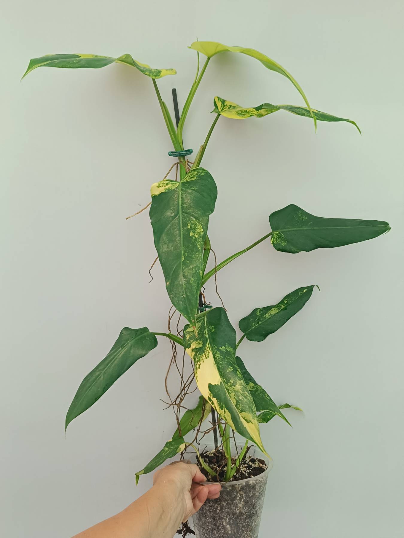Philodendron Domesticum Variegata