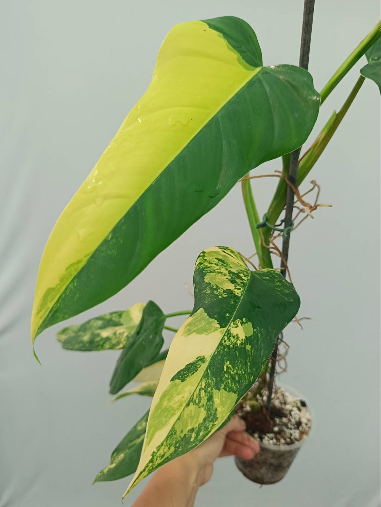 philodendron x domesticum Philodendron Domesticum Variegata XL