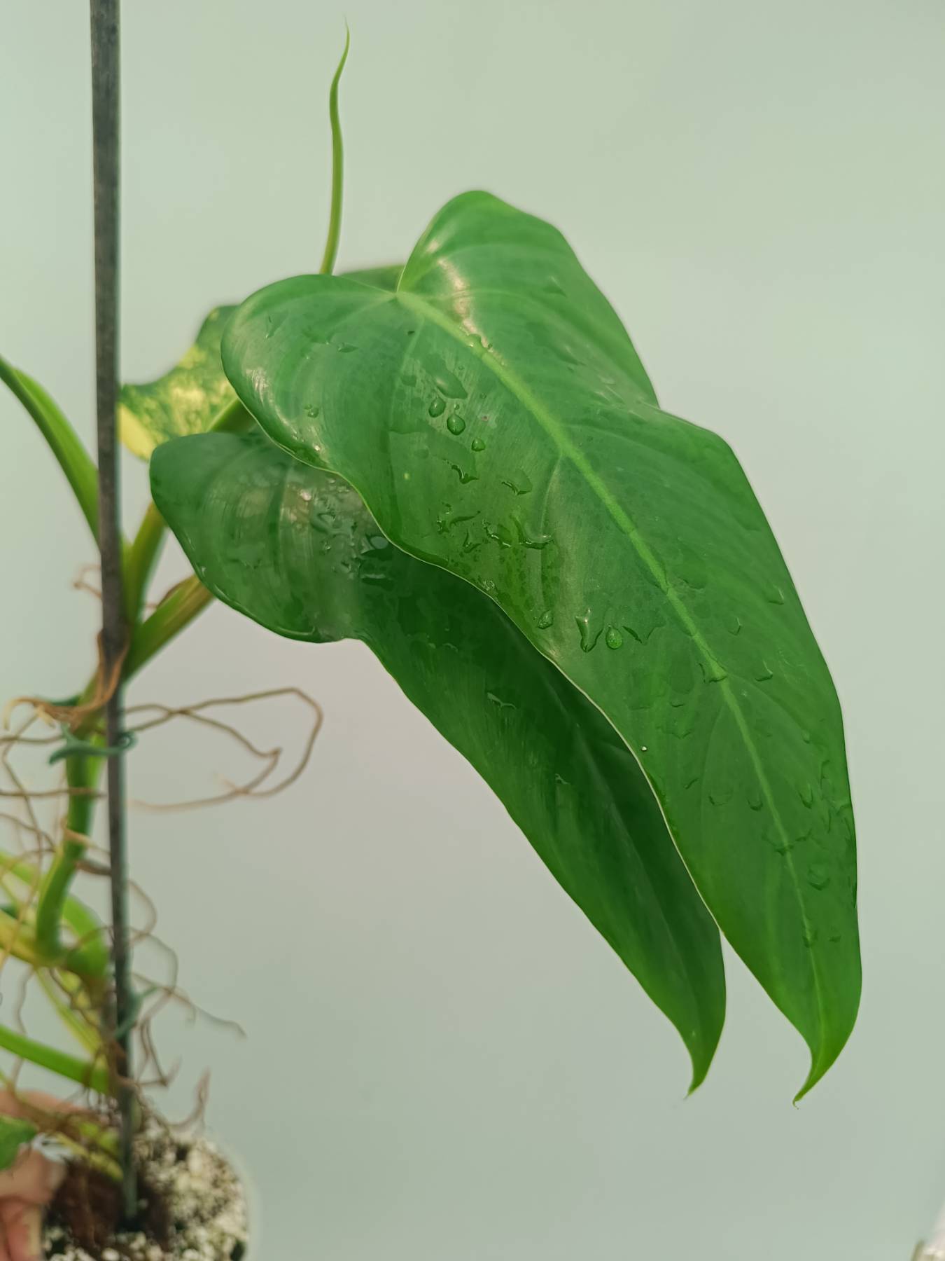 Philodendron Domesticum Variegata