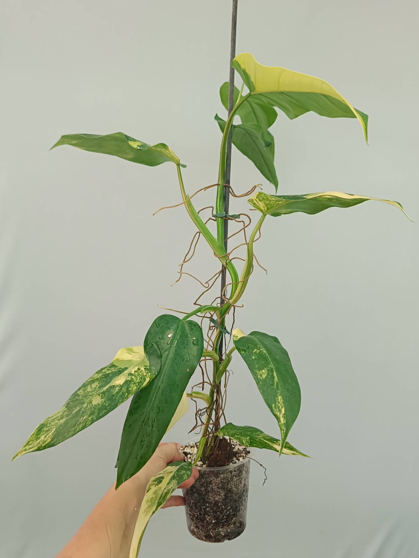 Philodendron Domesticum Variegata
