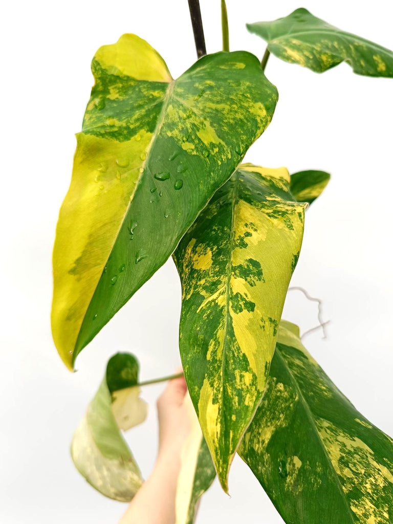 Philodendron domesticum variegata