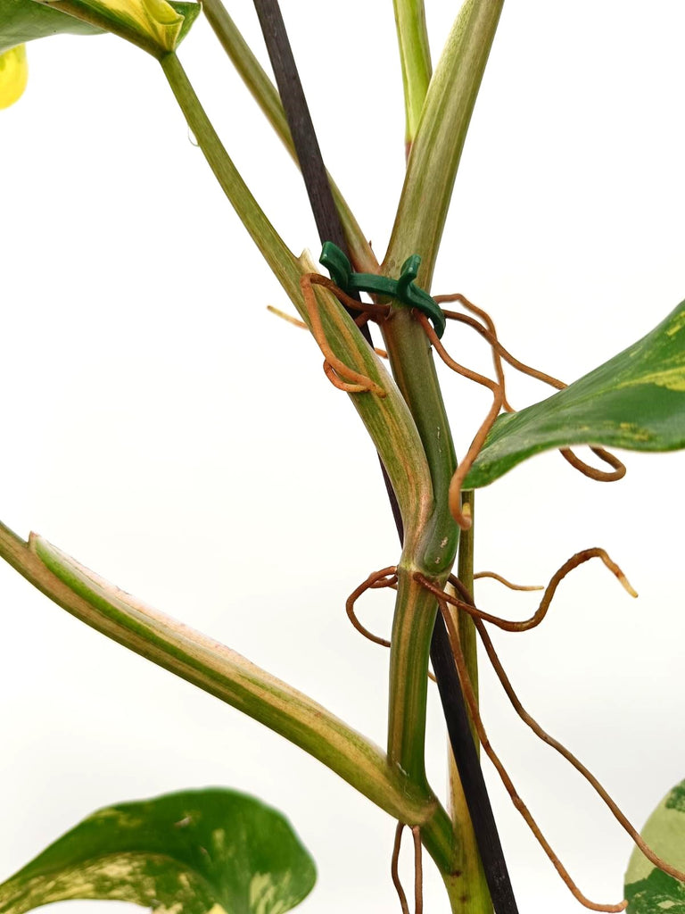 Philodendron domesticum variegata