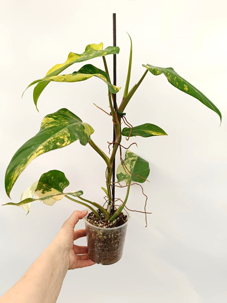 Philodendron domesticum variegata