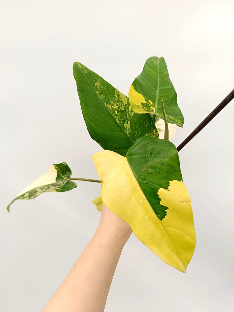 Philodendron domesticum variegata