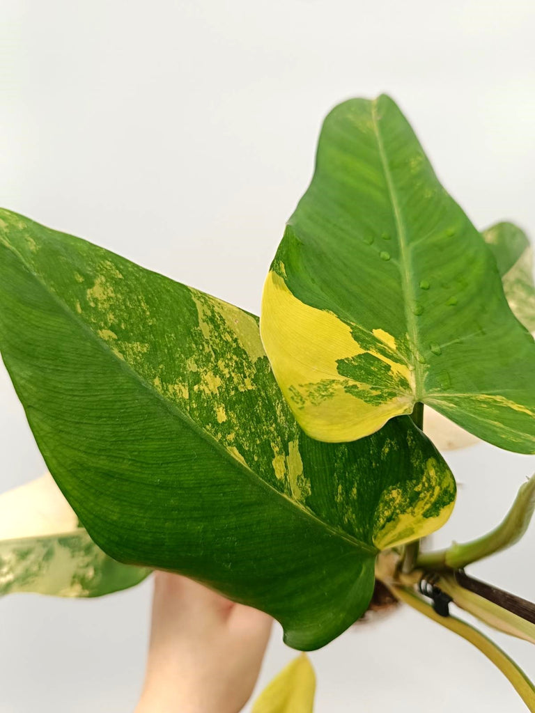 Philodendron domesticum variegata